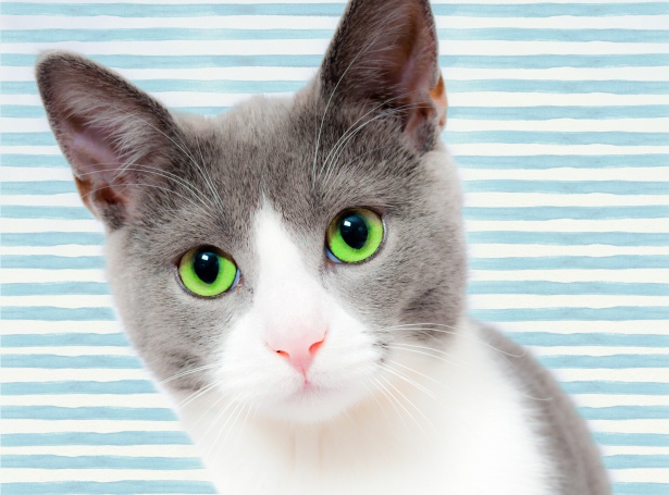 Katt med gröna ögon Gratis Stock Bild - Public Domain Pictures