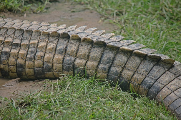 Vista cercana de la cola de cocodrilo Stock de Foto gratis - Public Domain  Pictures