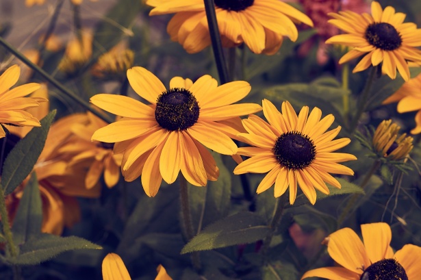 Rudbeckia Varieties Flowers Free Stock Photo - Public Domain Pictures