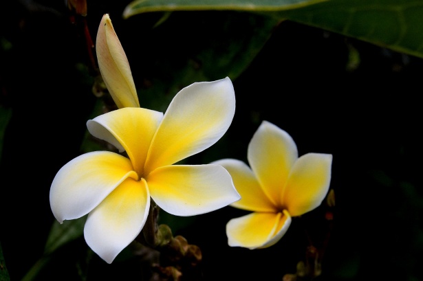 Flori tropicale Poza gratuite - Public Domain Pictures