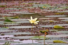 A Lone Water Lily