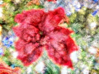 Abstract Poinsettia Flower