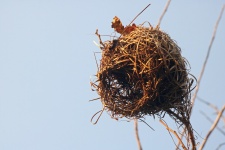 Afternoon Light On Weaver's Nest