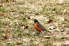 American Robin On Ground