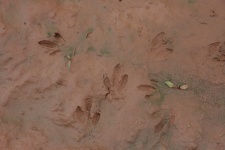 Animal Footprints In A Mud