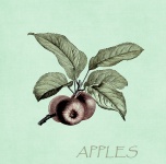 Apples On Branch Illustration