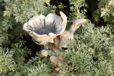 Artemisia Plant And Bunny