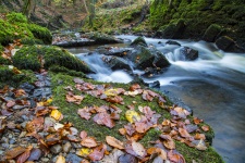 Autumn Forest With Stream
