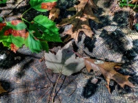 Autumn Leaves On Tree Stump