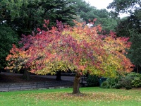 Autumn Tree Colors