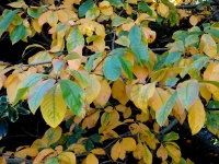 Autumn Tree Leaves Colors