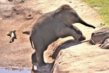 Baby Elephant Climbing