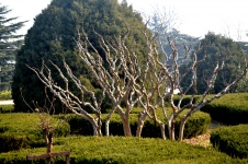 Bare Trees