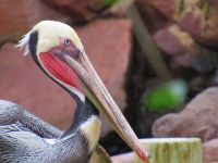 Beautiful Pelican