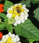 Bee Gathering Pollen