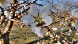 Bee On Apple Blossom