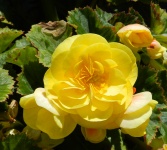 Yellow Begonia - 1