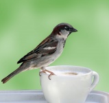 Bird On Coffee Cup