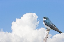 Bird Perched Blue Sky