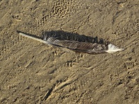Birds Feather In The Sand