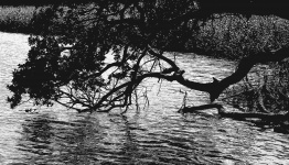 Black & White Branches Over Water
