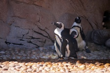 Black And White Jackass Penguin