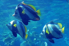 Black And White Reef Fish