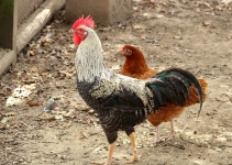 Black And White Rooster And Hen