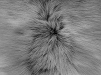 Black And White Soft Fur Background