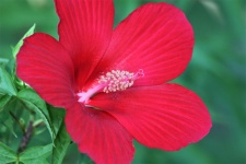 Blooming Red Hibiscus