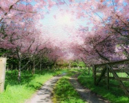 Blossom Walk Spring Watercolor