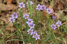 Blue-eyed Grass Wildflowers
