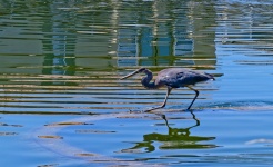 Blue Heron Standing In A Lake