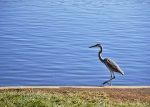 Blue Heron Walking Along A Lake