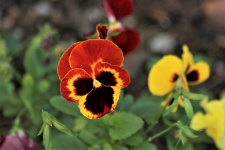 Brown And Yellow Pansy