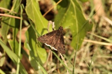 Brown Skipper Moth