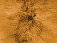 Brown Soft Fur Background