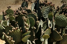 Budding Cacti Bush