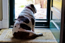 Bulldog Waiting At The Door