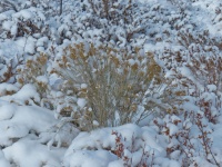 Bushes Covered In Snow