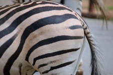 Buttocks Of Zebra