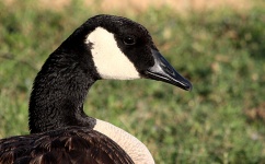 Canada Goose Profile