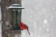 Cardinal And Junco In Snow