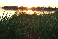 Cattails By The Lake