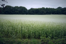 Field Of Buckwheat