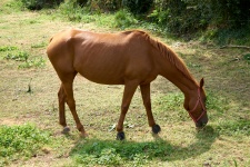 Horse In The Meadow