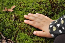 Child's Hand Touching Moss