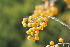 Chinaberries And Bokeh