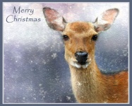 Christmas Deer Watercolor