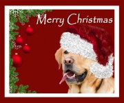 Christmas Dog Labrador Retriever